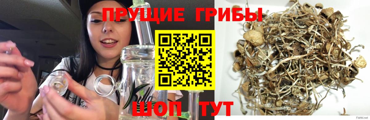 Галлюциногенные грибы мицелий Славгород